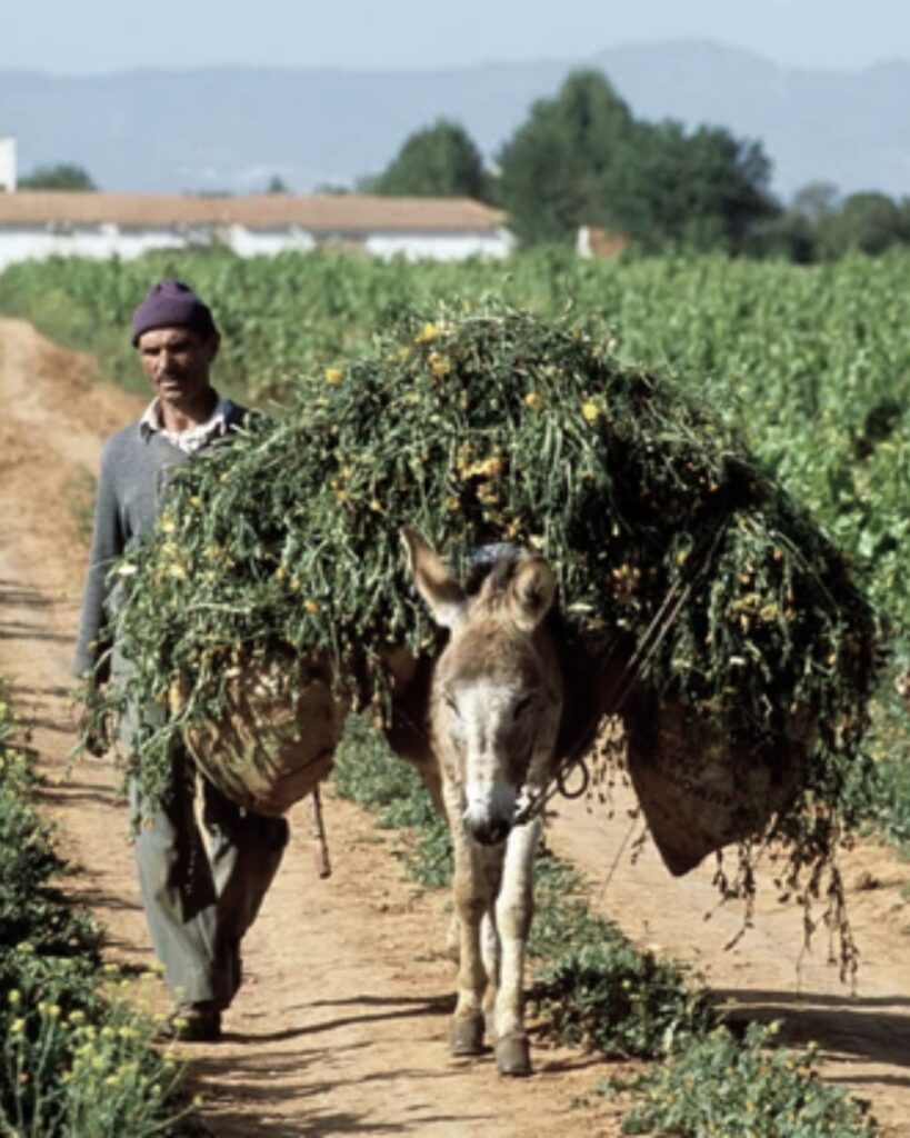 Moroccan vineyard