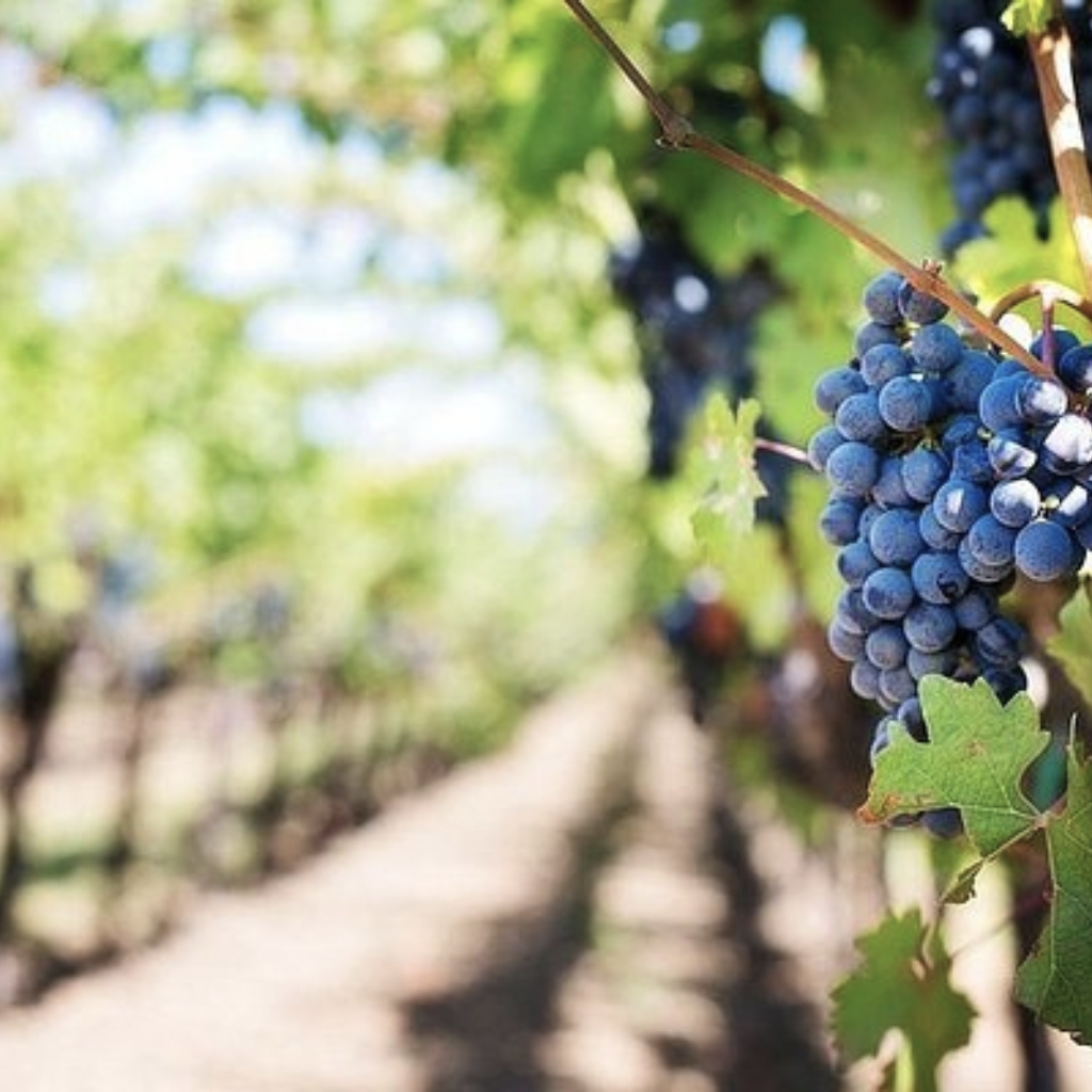 Moroccan wine grapes